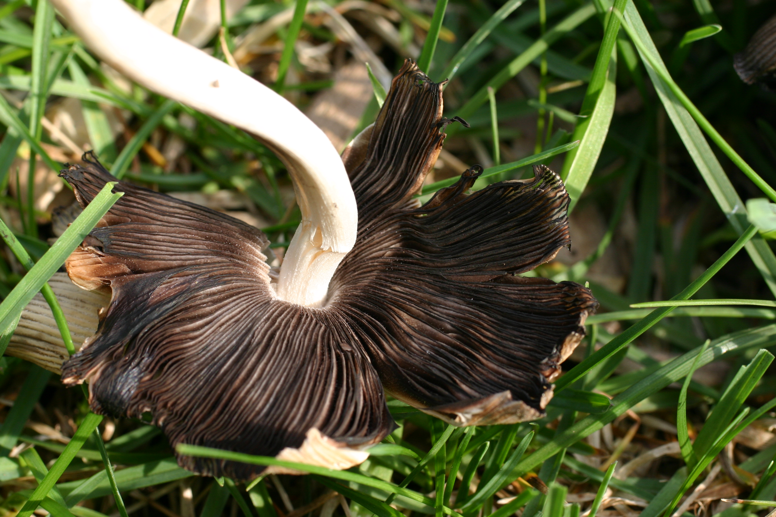 Underside of mica cap mushroom showing gills