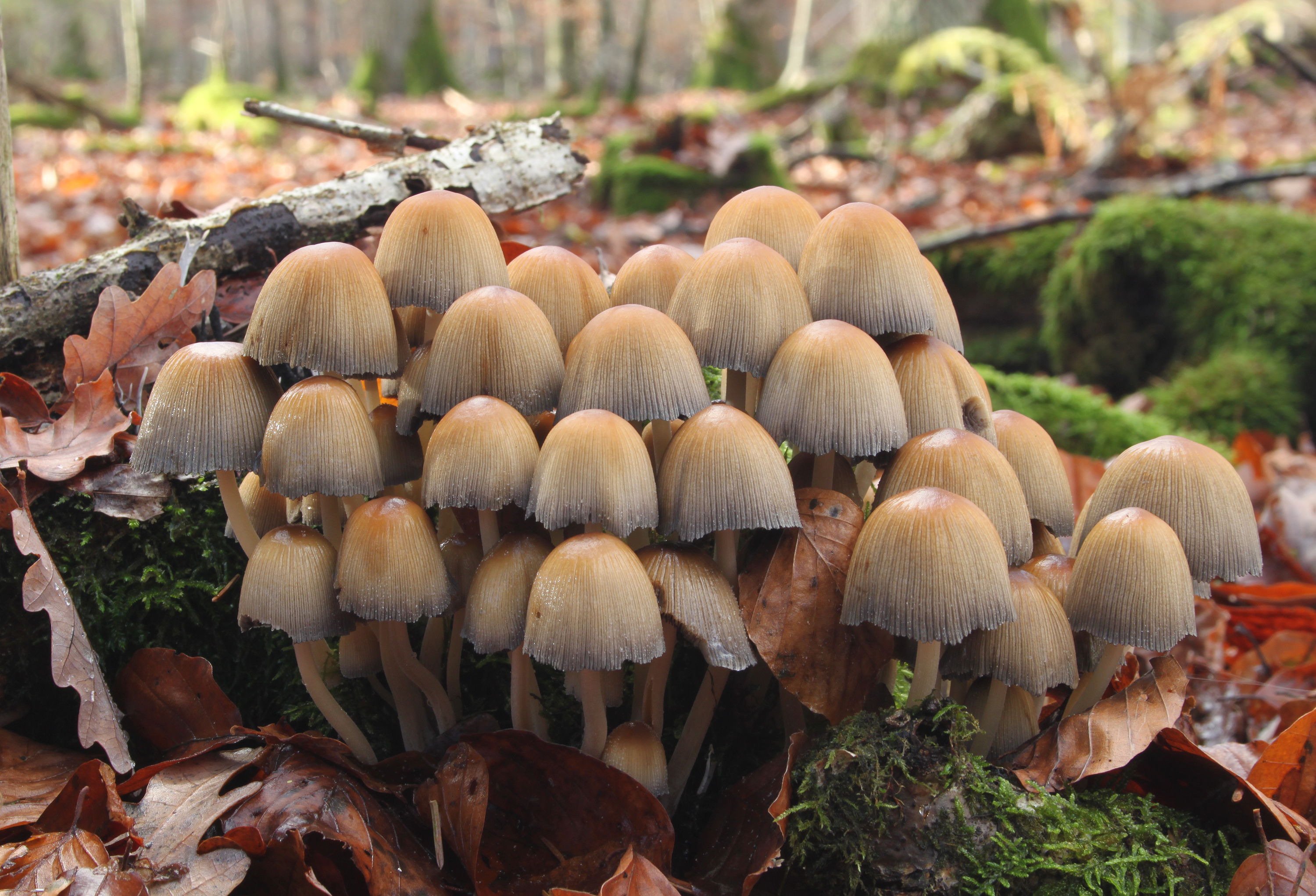 Cluster of mica cap mushrooms
