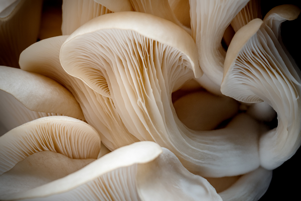 Close up of Oyster Mushrooms