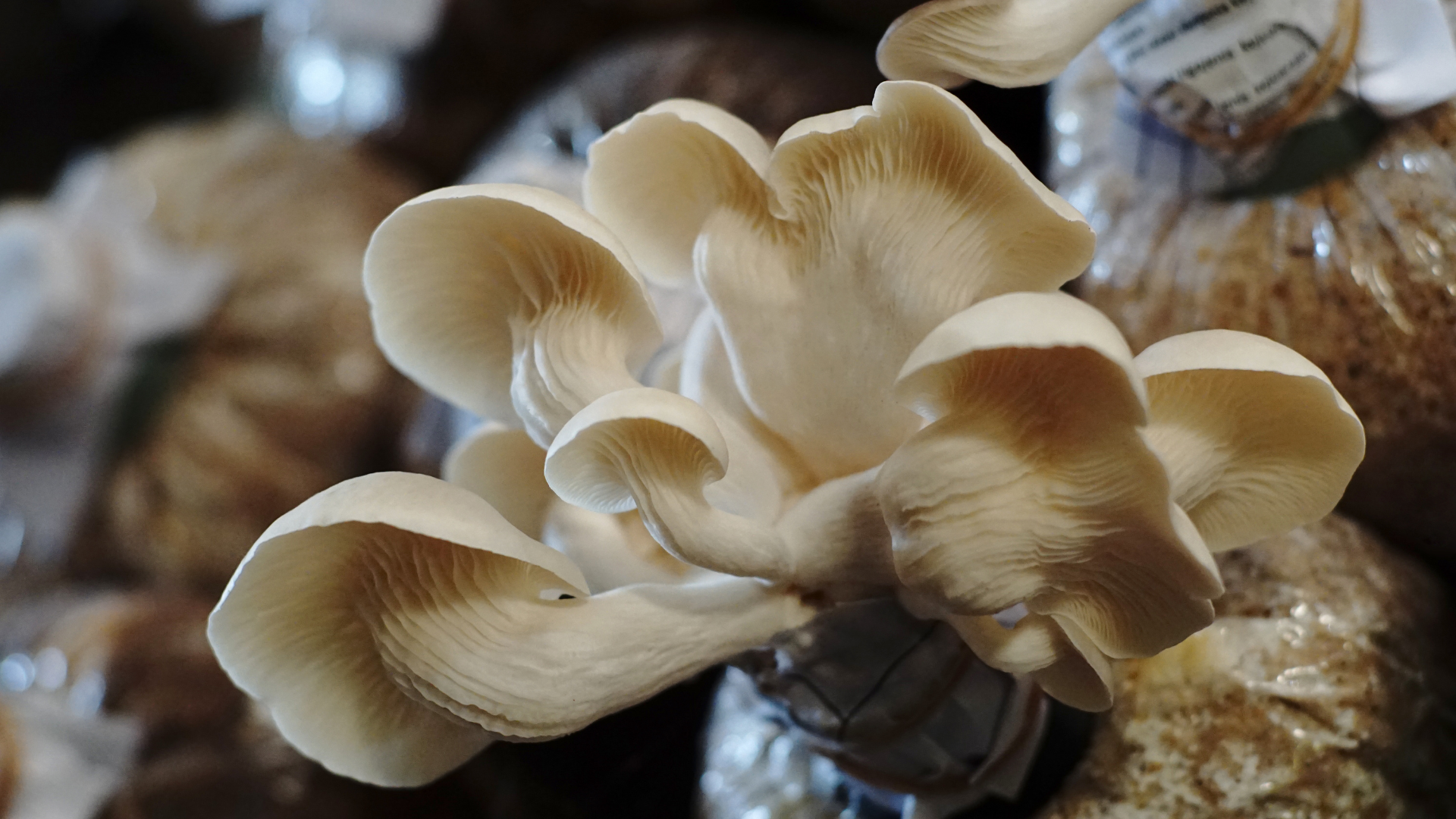 Underside of Oyster Mushroom (Pleurotus ostreatus) mushroom showing gills