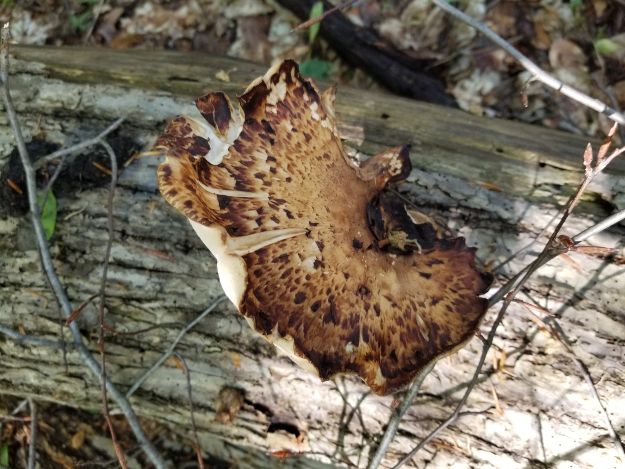 Close up of Oyster Mushrooms