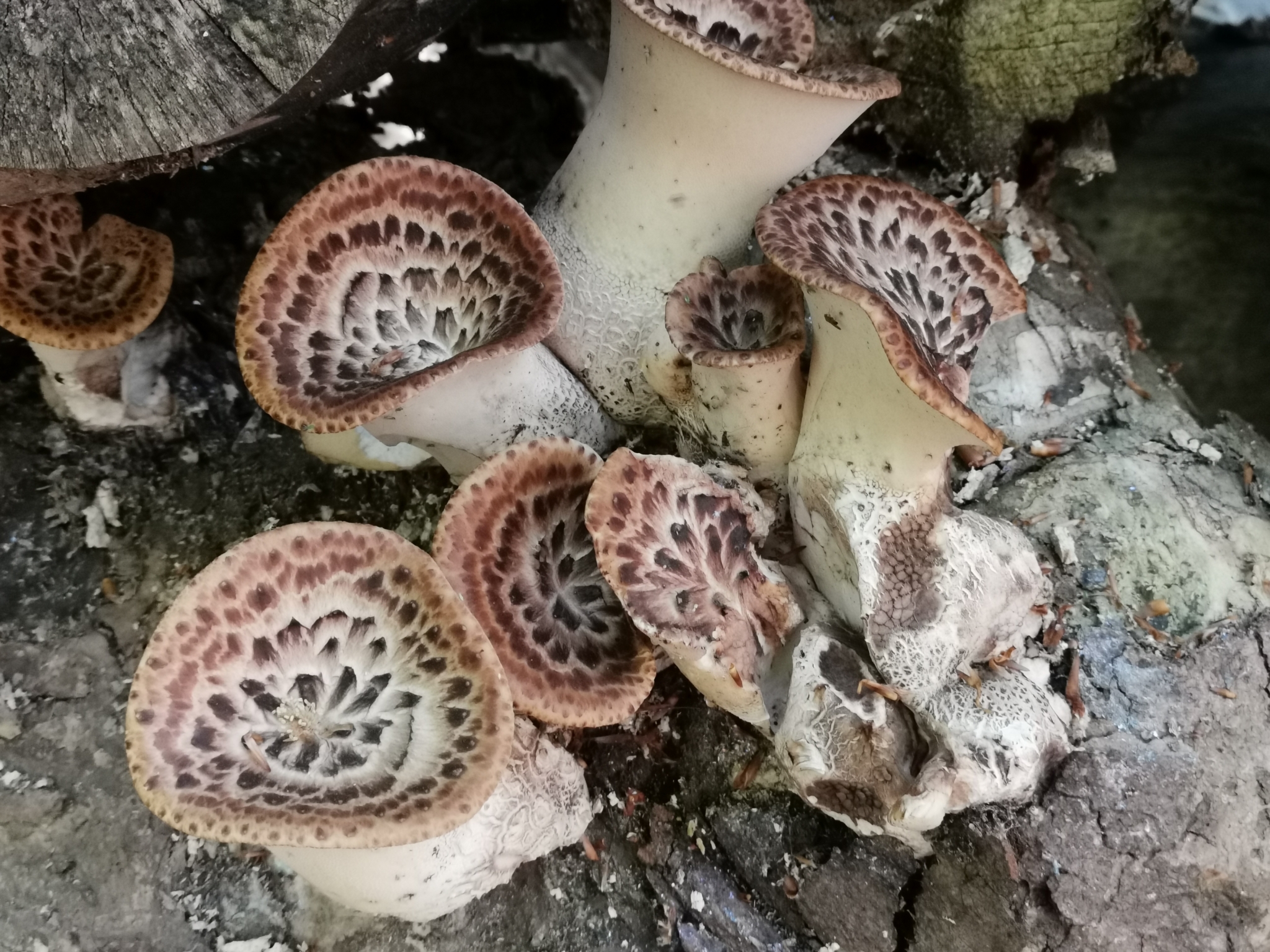 Top of Pheasant’s Back mushroom, Cerioporus squamosus