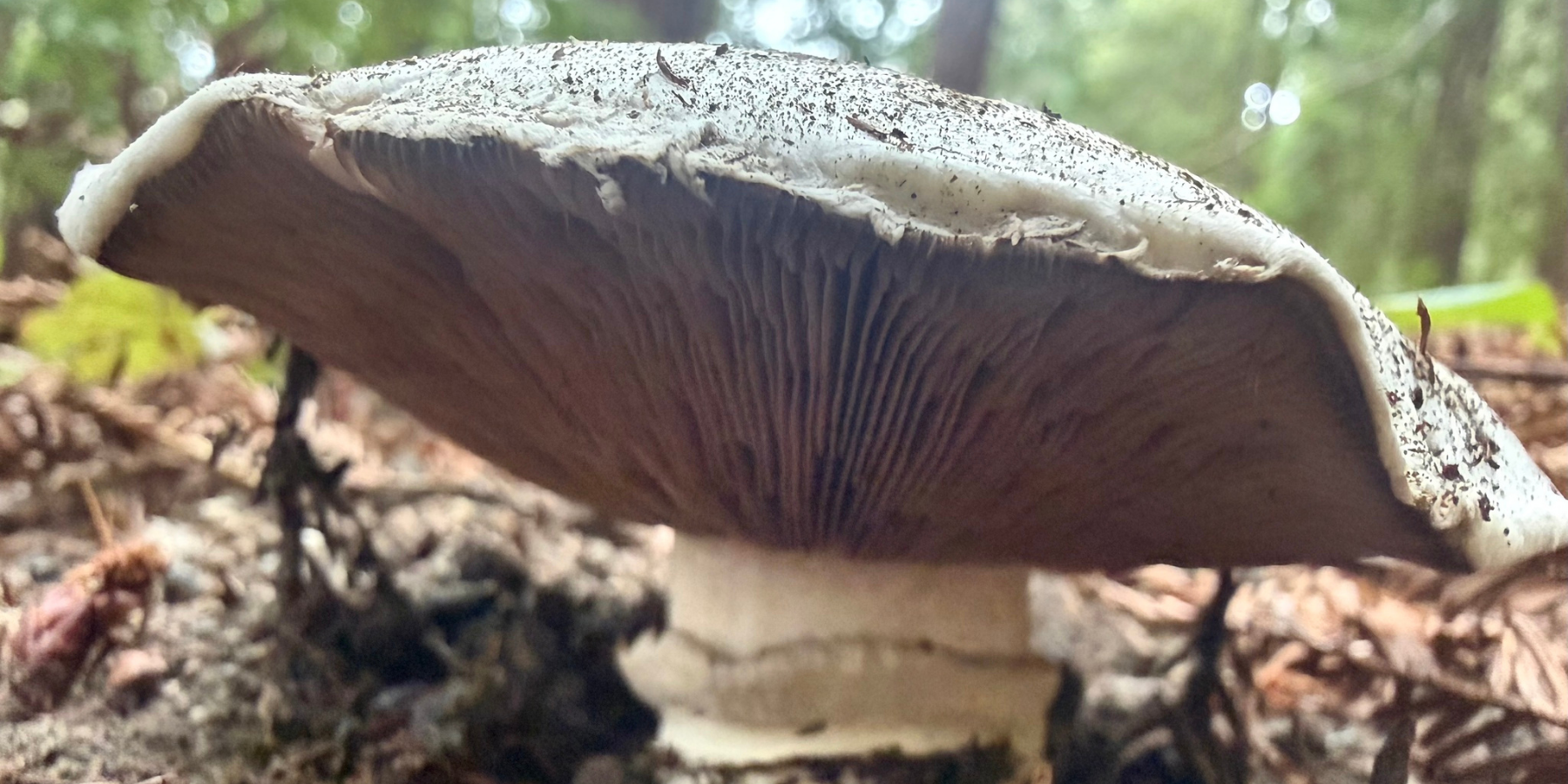 Banded Agaricus