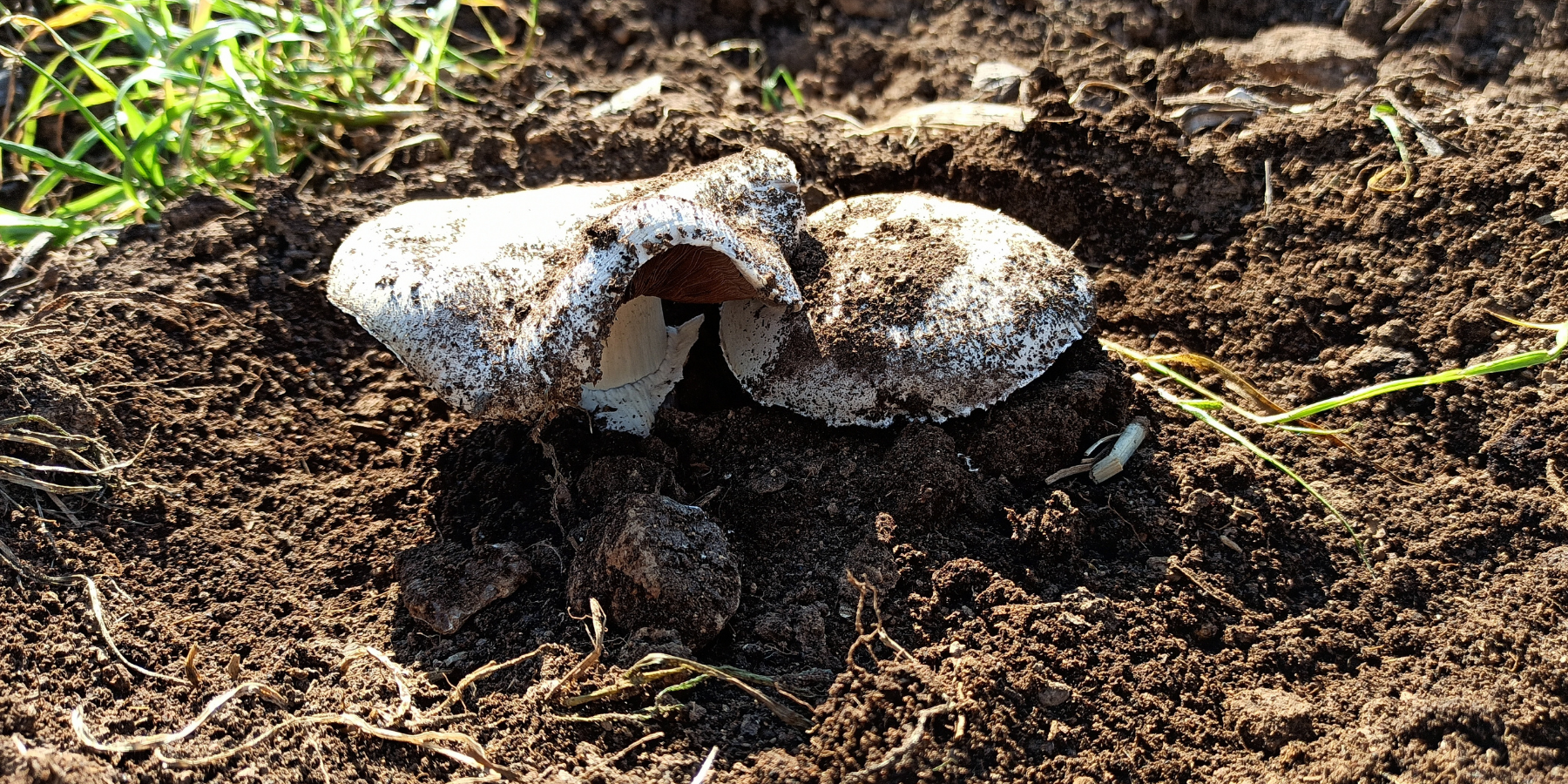 Agaricus bitorquis in the dirt