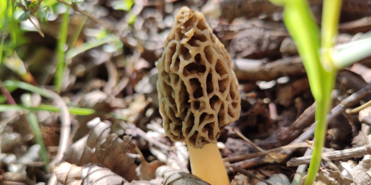 Yellow Morels