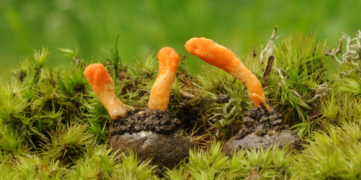 Cordyceps militaris