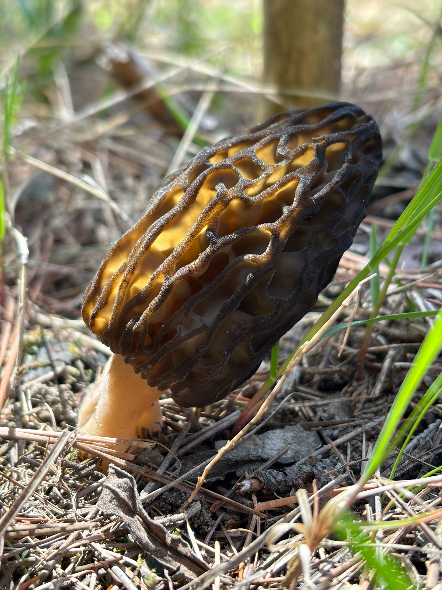 Black Morel (Morchella angusticeps)