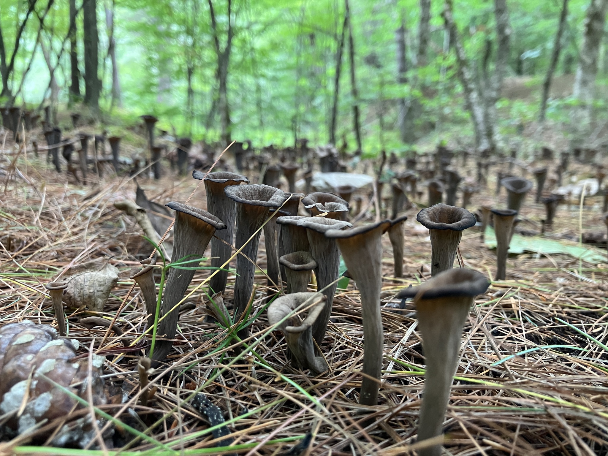Black Trumpet (Craterellus fallax)