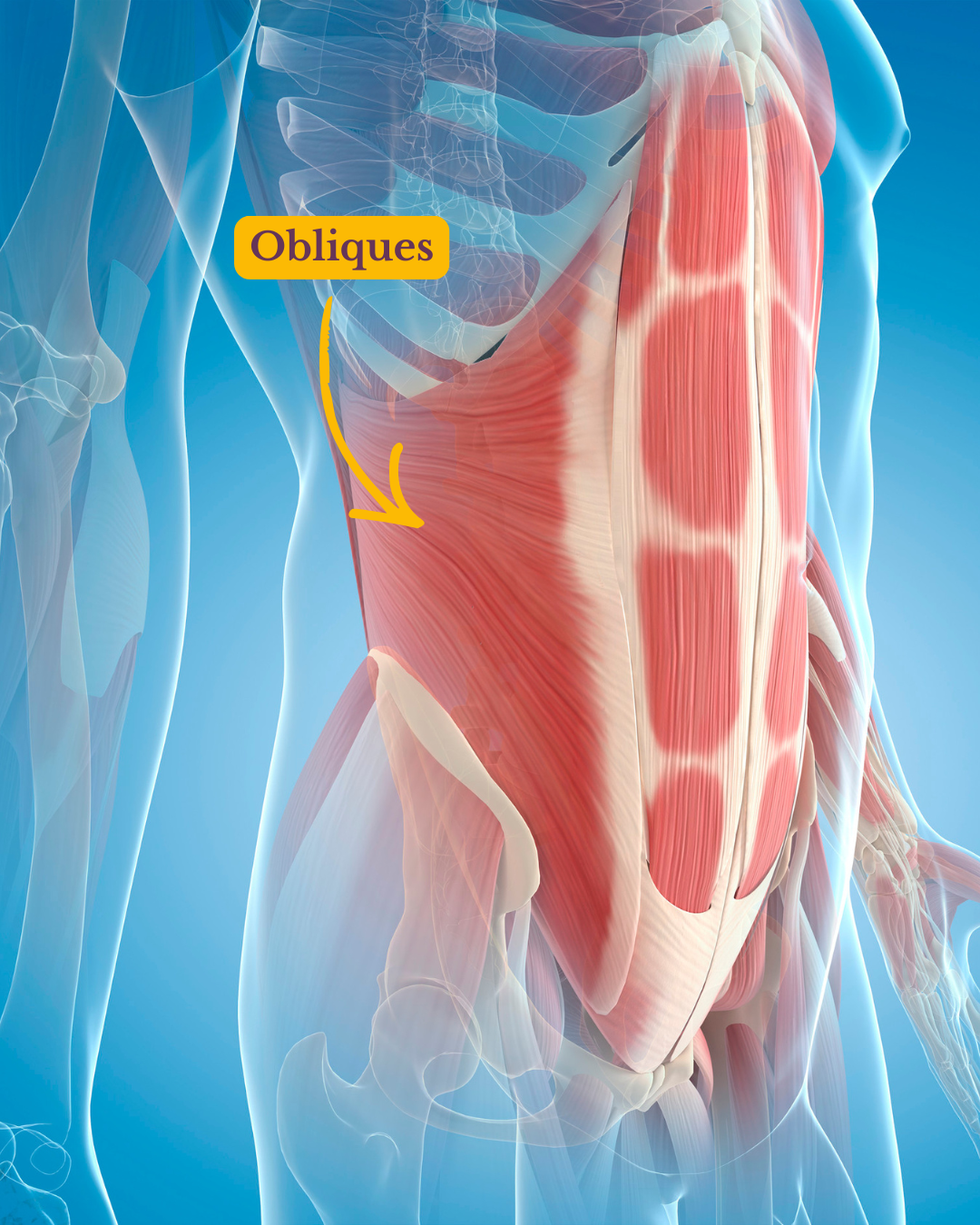 Image anatomique des muscles obliques