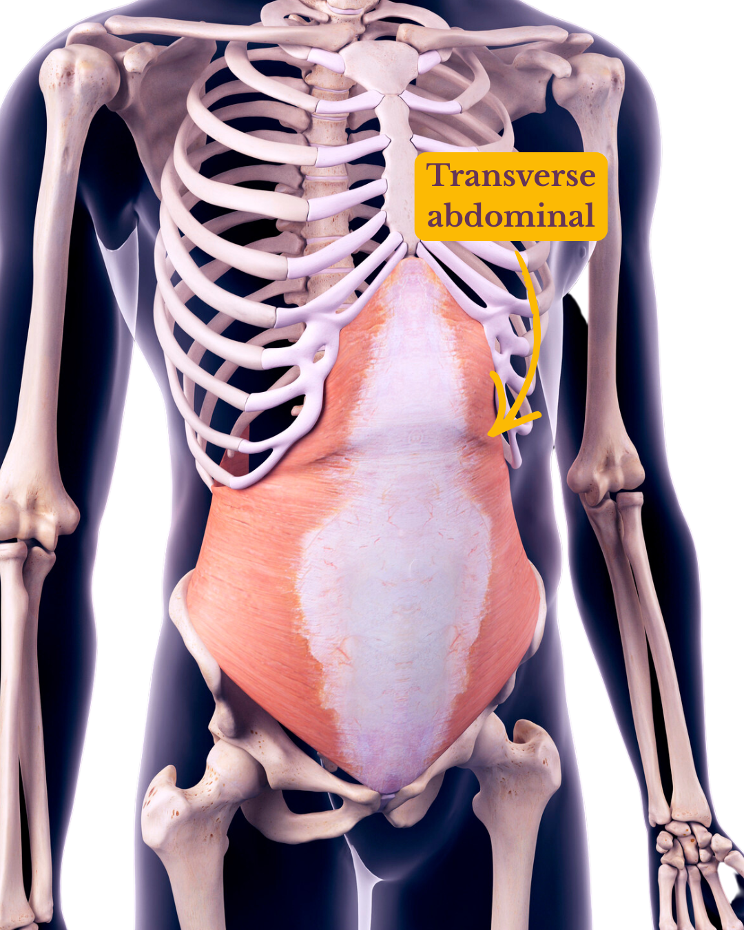 Représentation anatomique d'un transverse abdominal