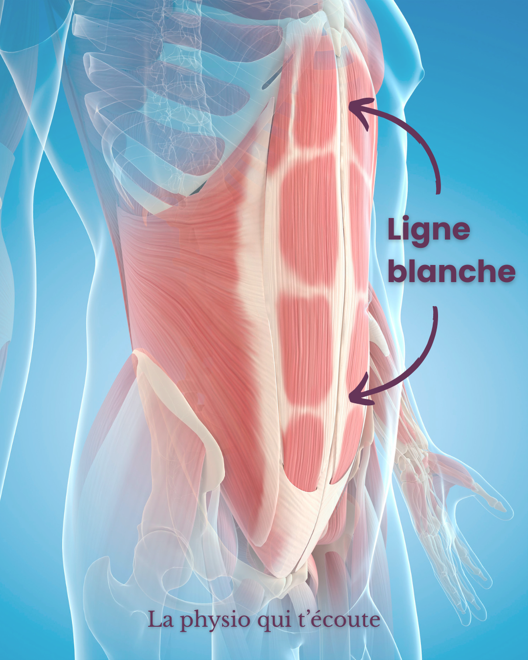 Représentation anatomique de la ligne blanche