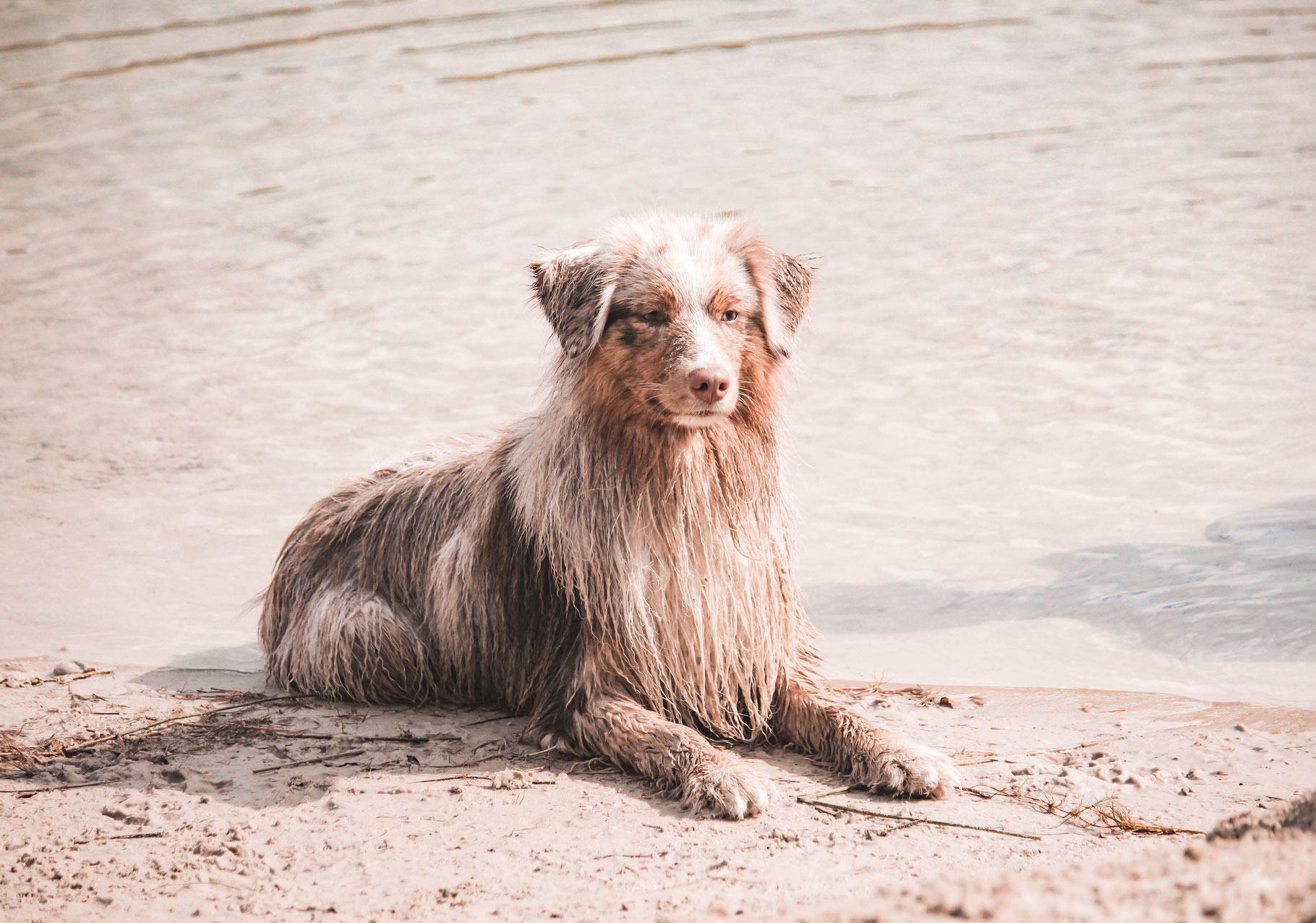 Hund am Wasser