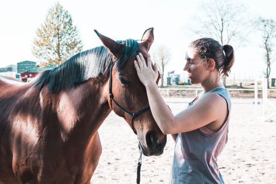 Osteopathische Behandlung eines Pferdes