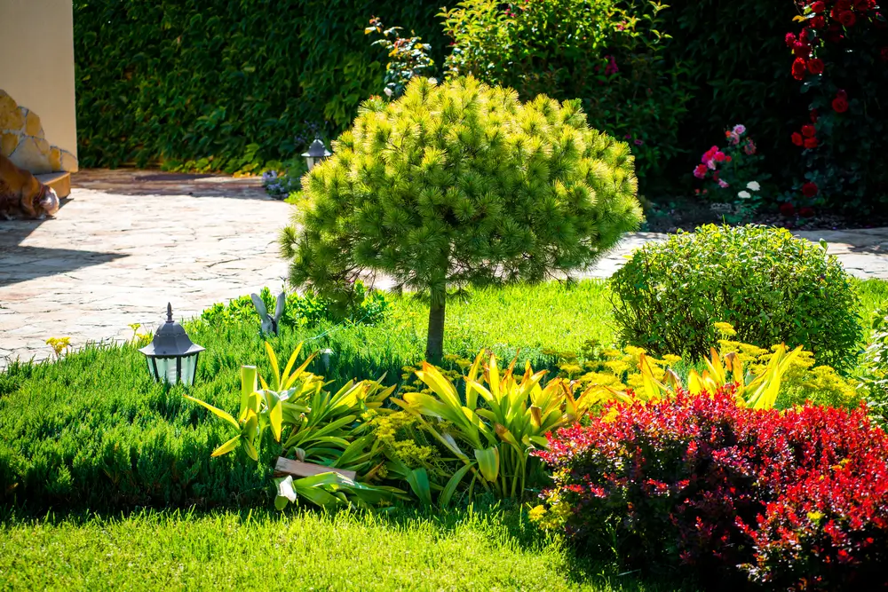  Soft Scape Garden Design & Maintenance