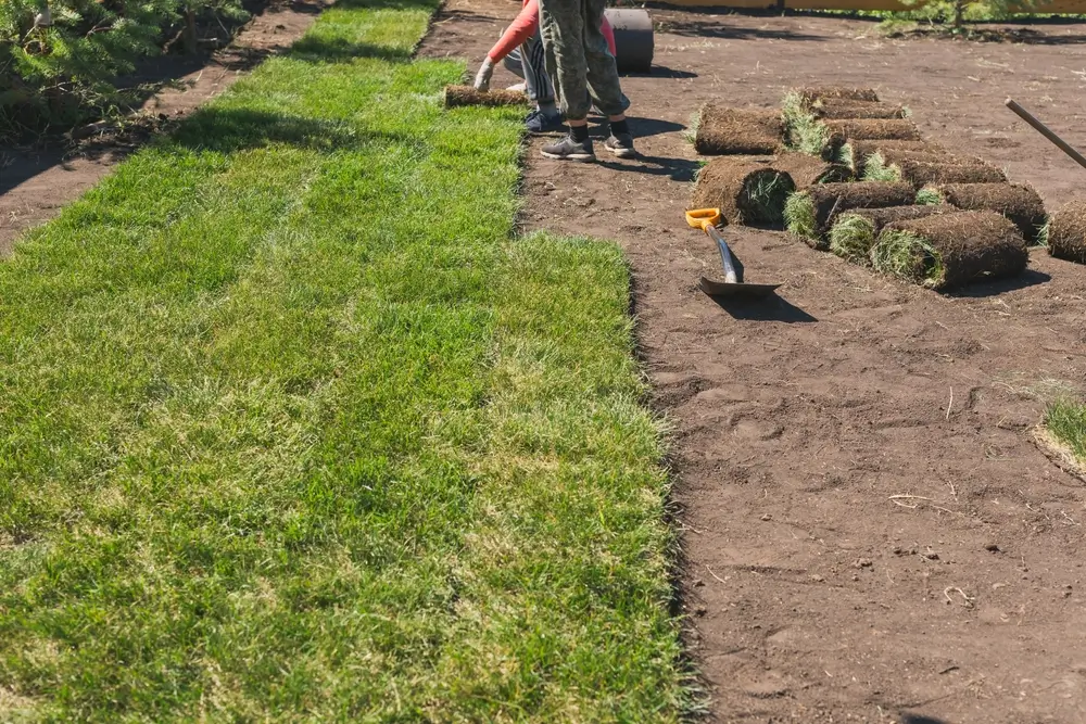  Soft Scape Garden Design & Maintenance