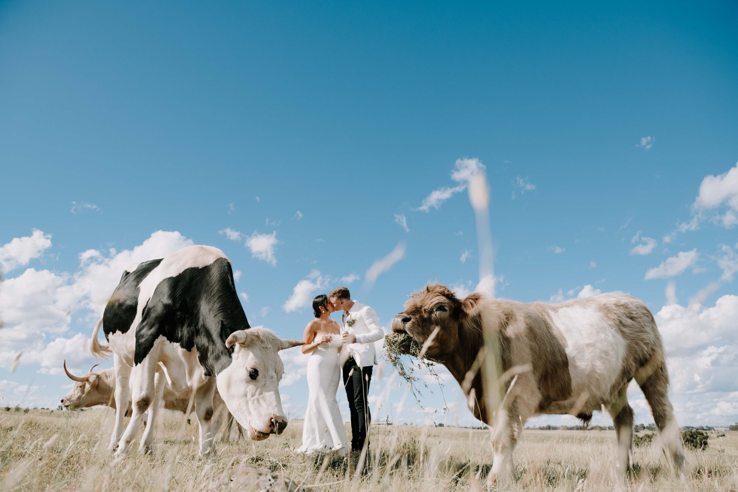 A couple in a golden paddock at Tambo Farm as cattle graze around them