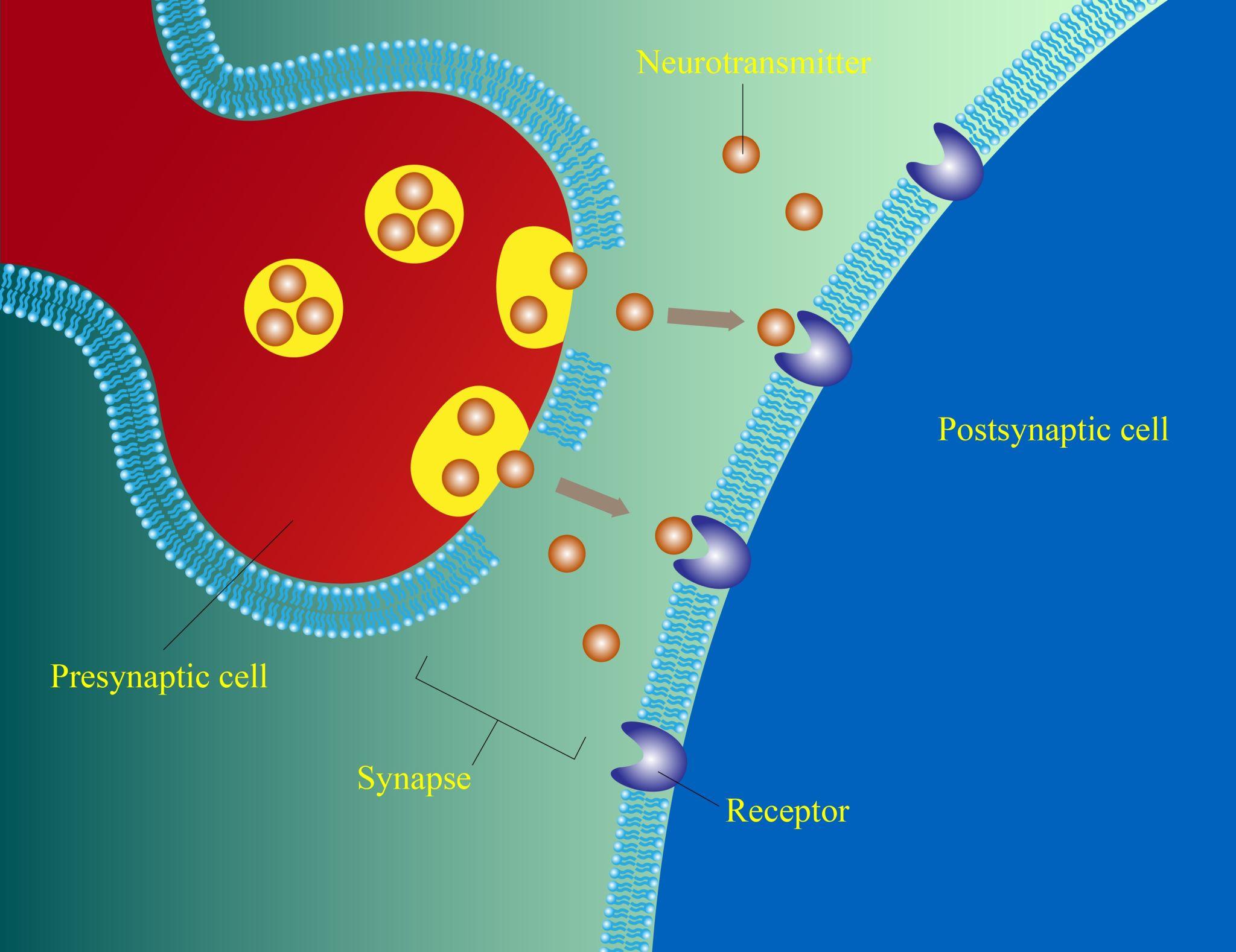 ползи от глицин ползи от глицин
