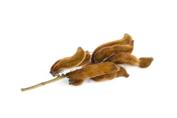 кавча на зърна боб