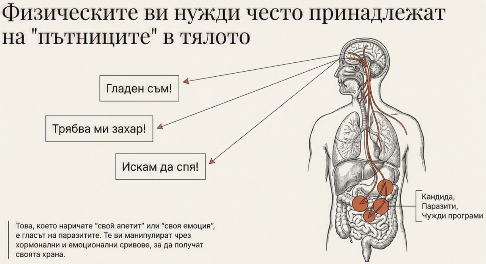 Анатомична илюстрация на човешко тяло с послания за глад, захар, сън, кофеин и автоматични телесни импулси, представени като вътрешни пътници. Анатомична илюстрация на човешко тяло с послания за глад, захар, сън, кофеин и автоматични телесни импулси, представени като вътрешни пътници.