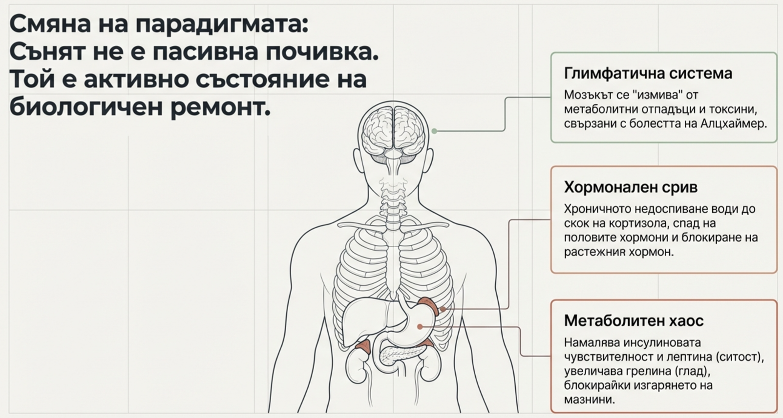 Инфографика за съня като активно състояние на биологичен ремонт, показваща глимфатична система, хормонален баланс и метаболитно възстановяване.