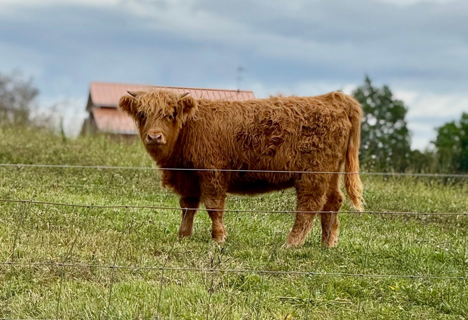Scottish Highland cow in the pasture at Faith Farm
