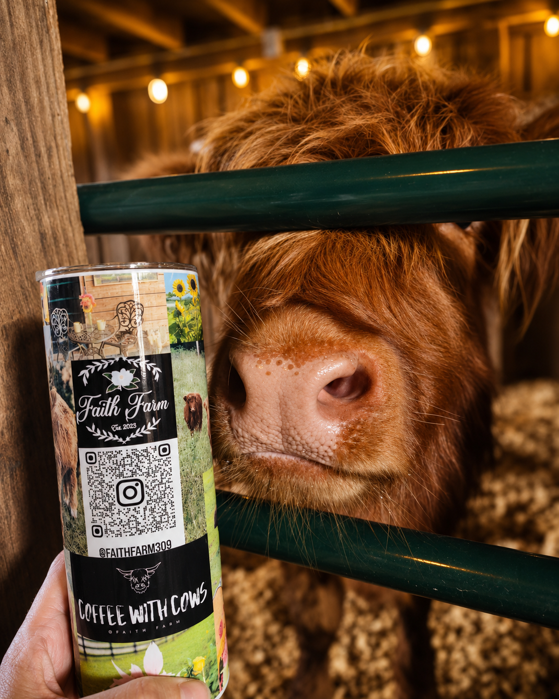 Sarah Mansfield with her Scottish Highland cows at Faith Farm