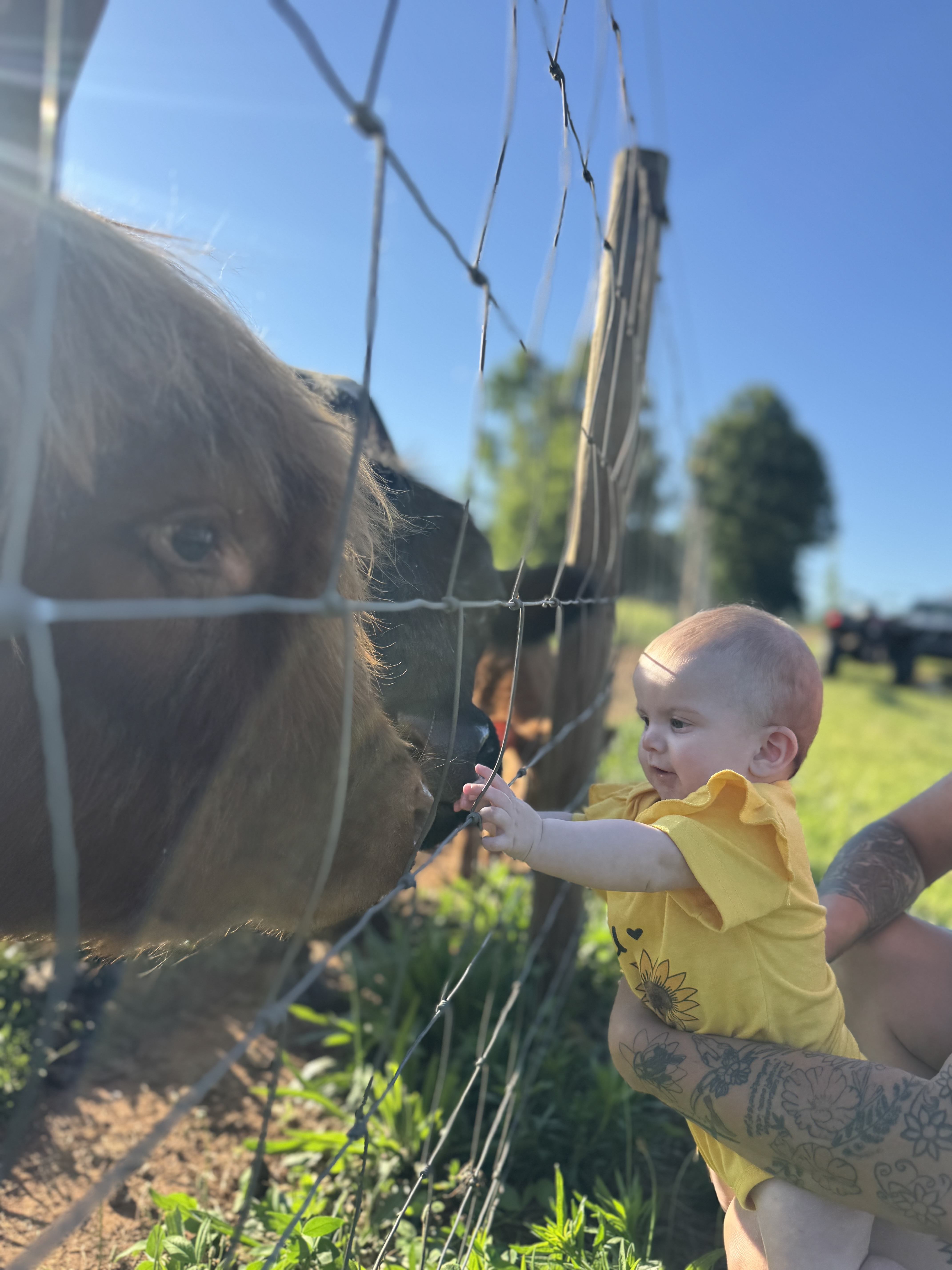 Farm scenery