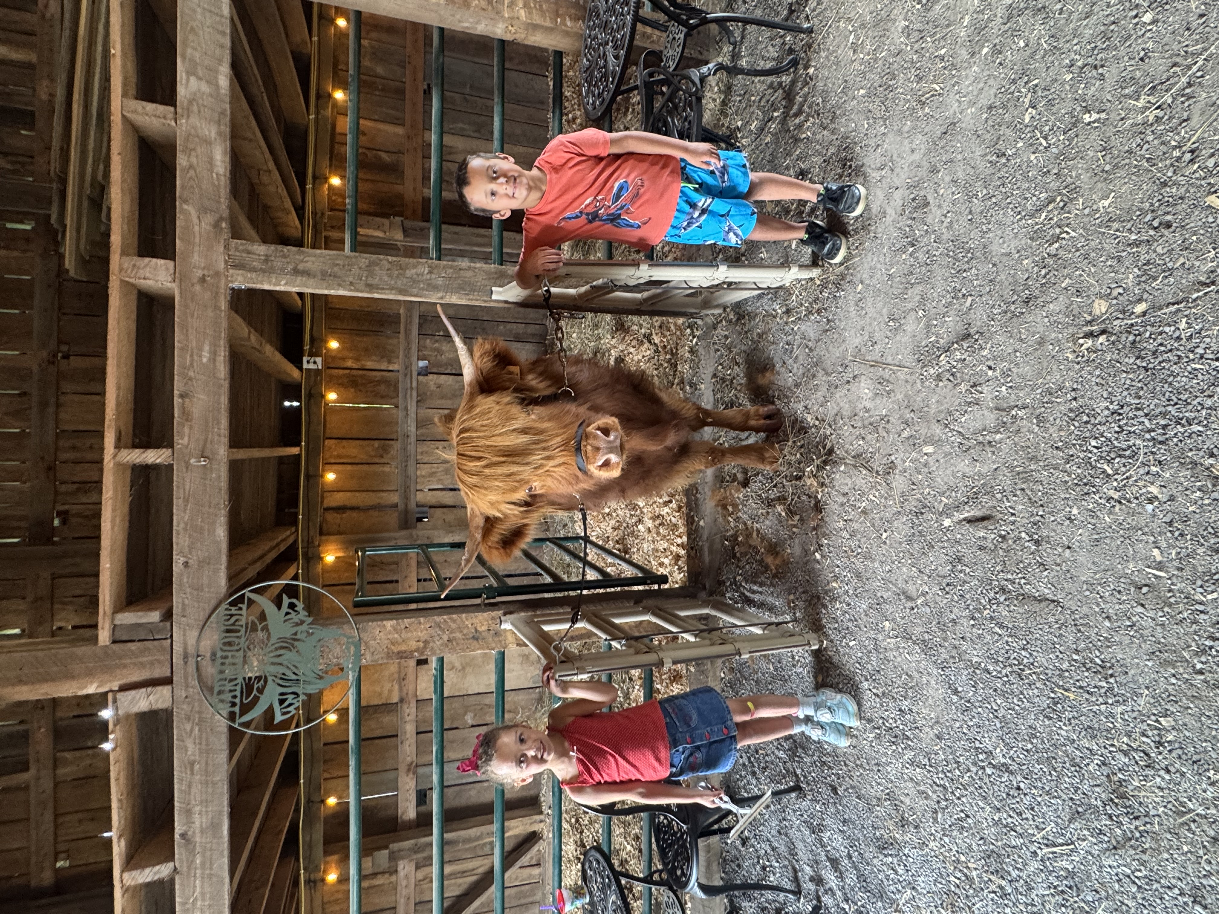 Highland cows