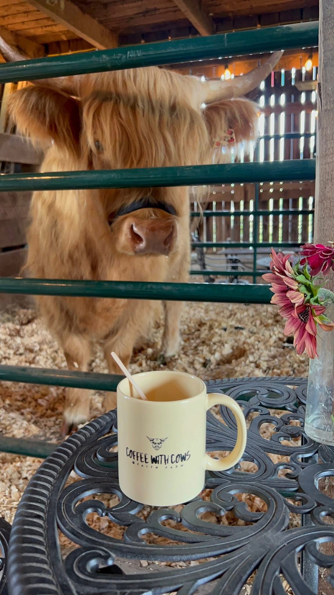 Highland cow