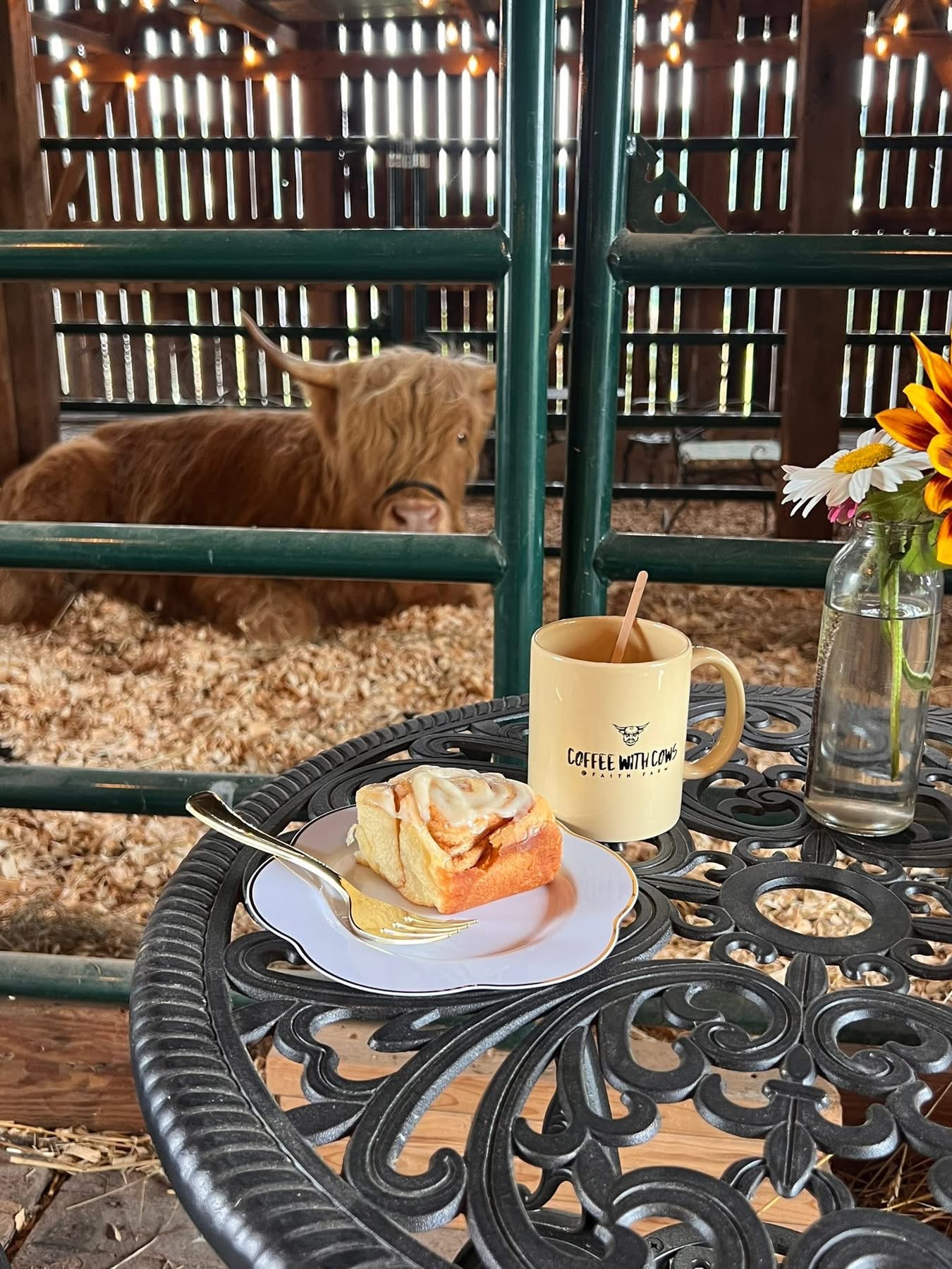 Highland cows