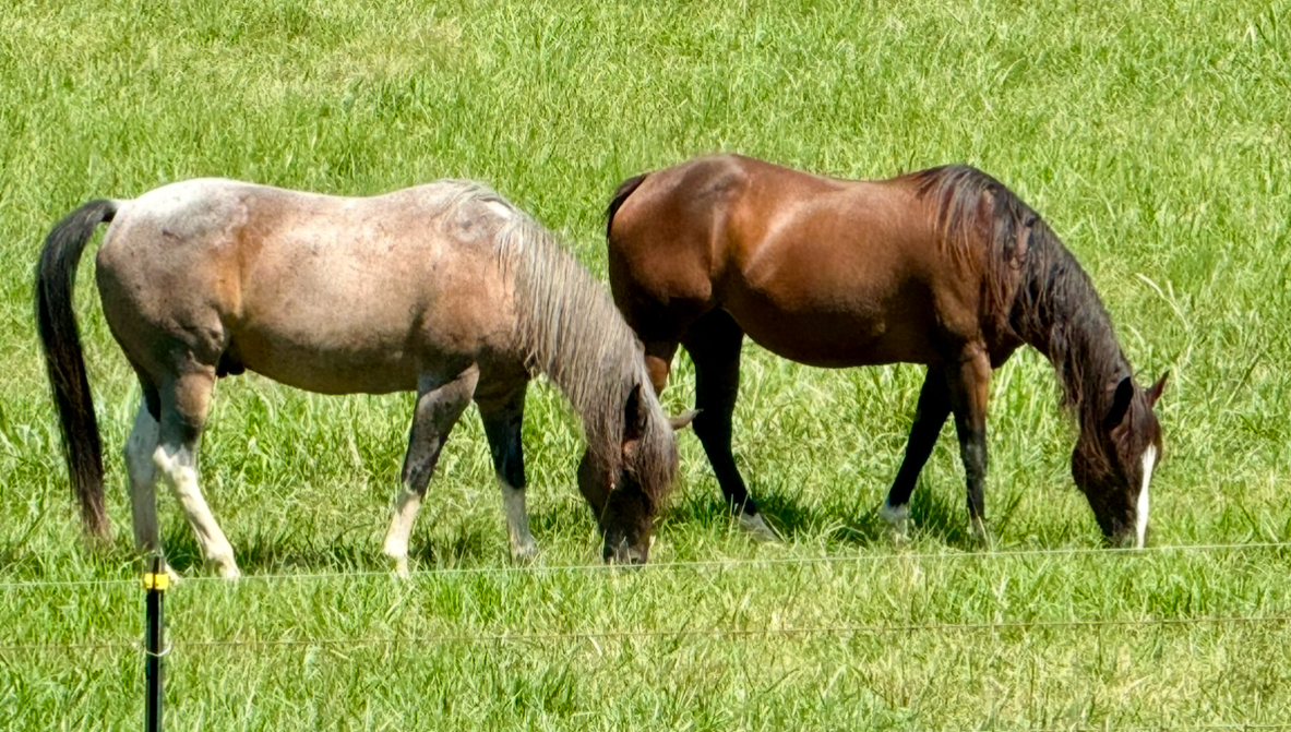 Faith Farm Resident