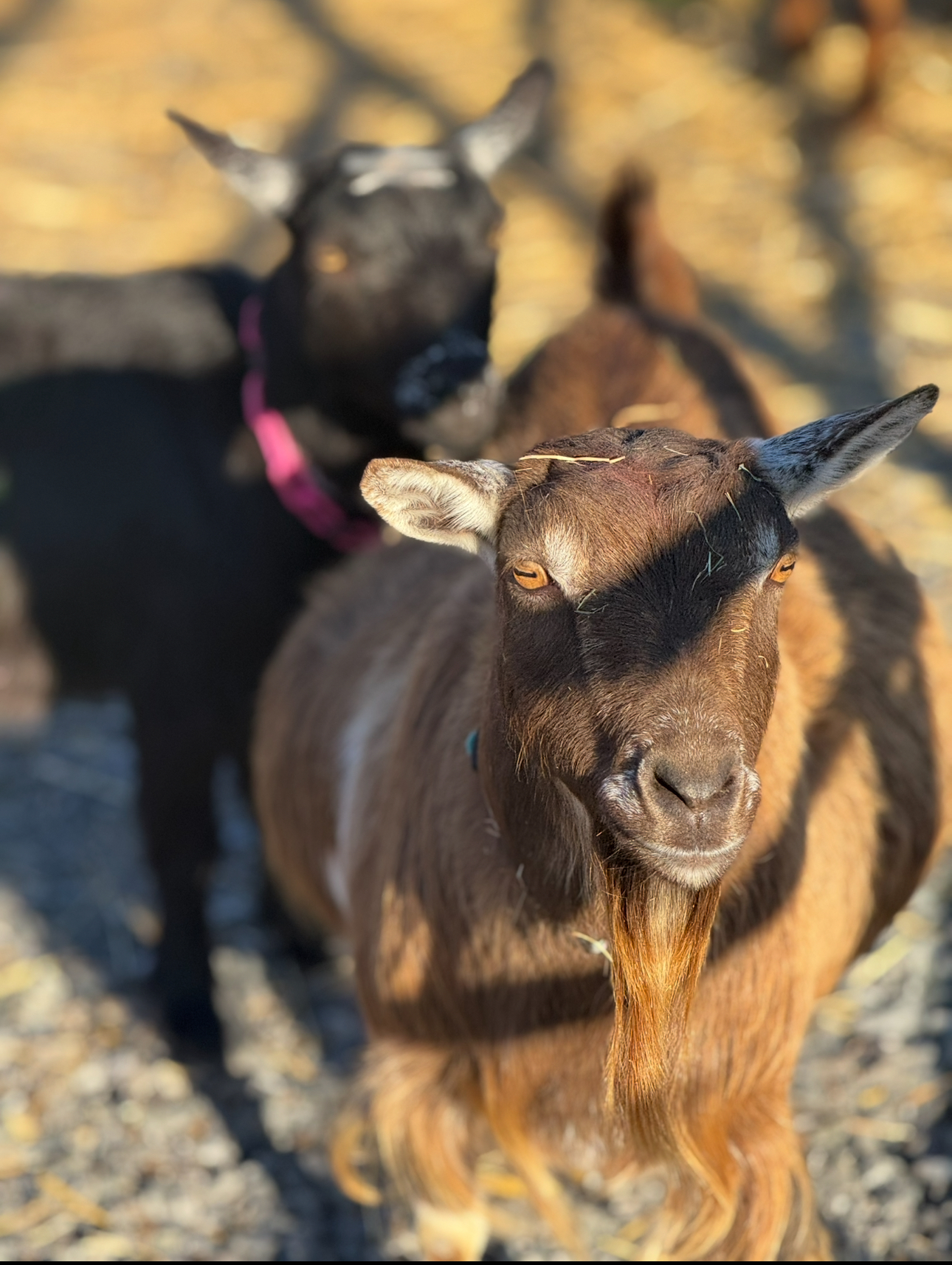 Faith Farm Resident