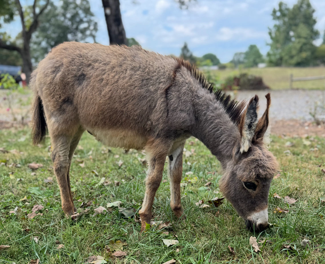 Faith Farm Resident