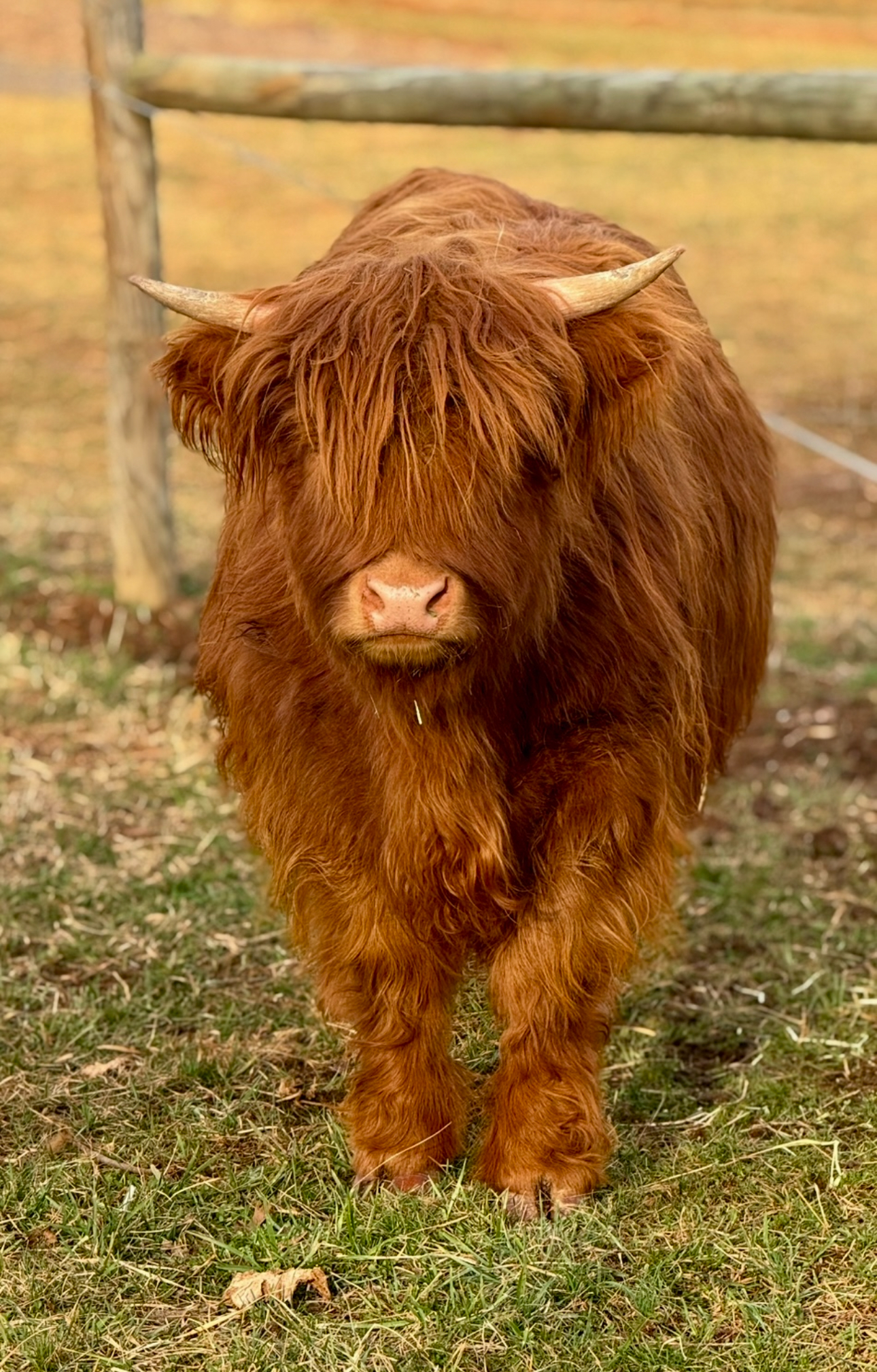 Jolene