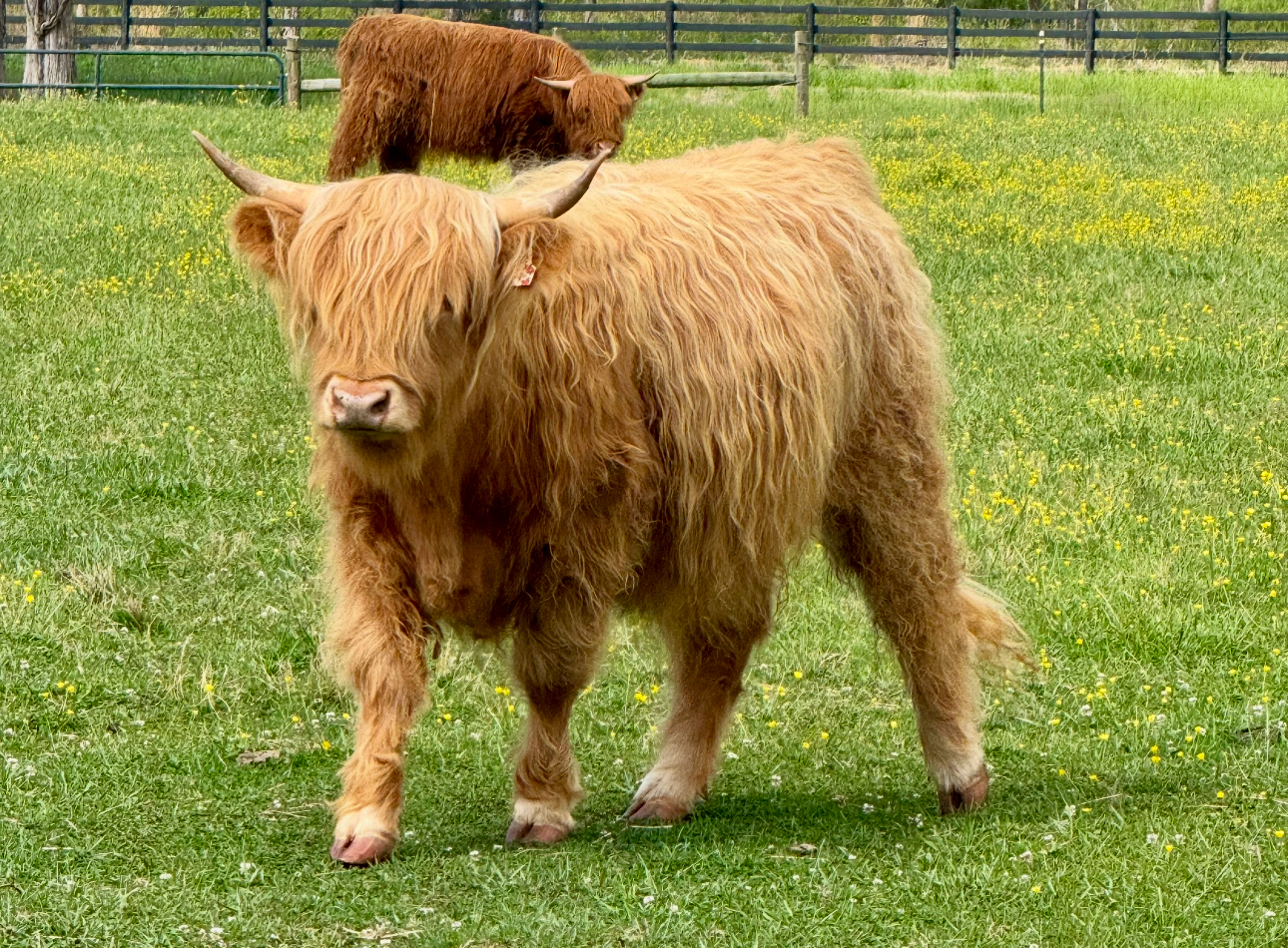 Dolly