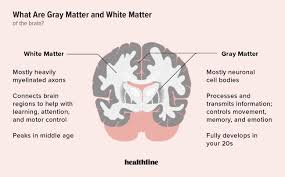 Gray and white brain matter