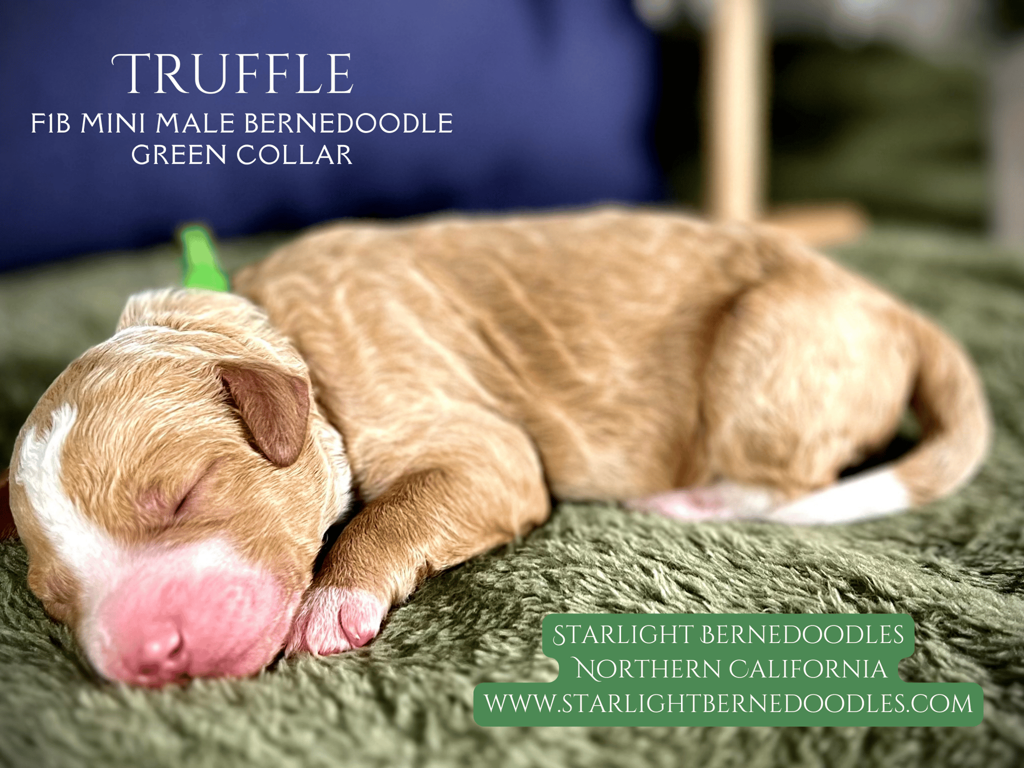 Truffle