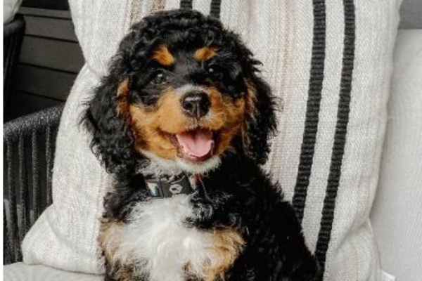 Bernedoodle Colors: Unveiling Diverse Coat Patterns