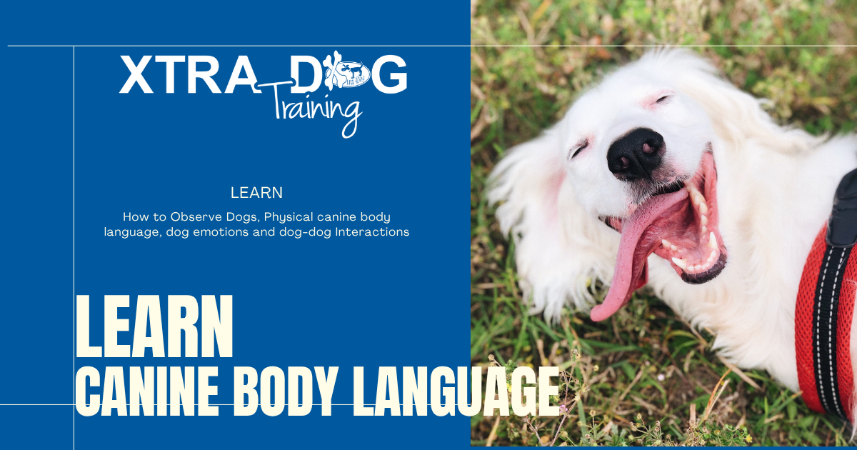 Talk Dog: Learn Canine Body Language Course | Xtra Dog Training
