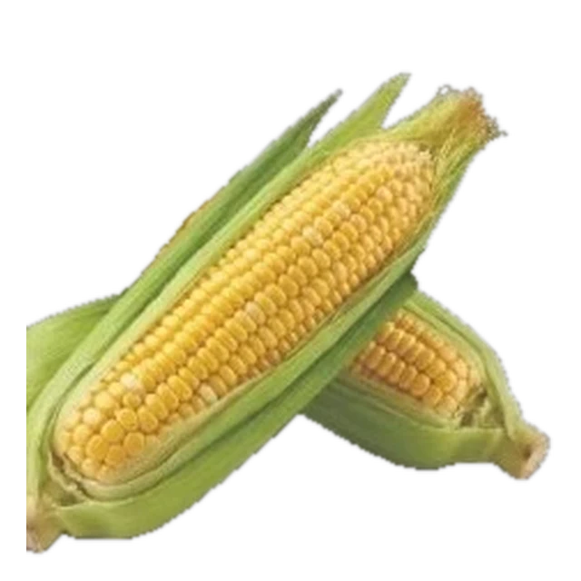 Corn Yellow