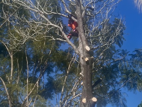 {{ custom_values.service_1 }} in {{custom_values.biz_area_1})