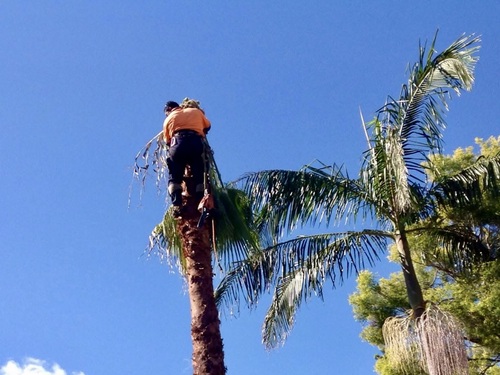 Palm Tree Removal & Cleaning in Brisbane