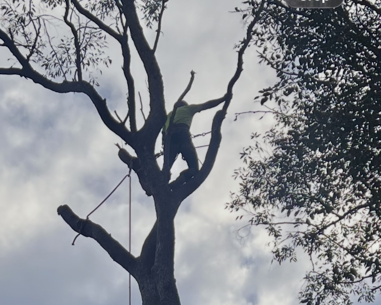 Palm Tree Removal & Cleaning