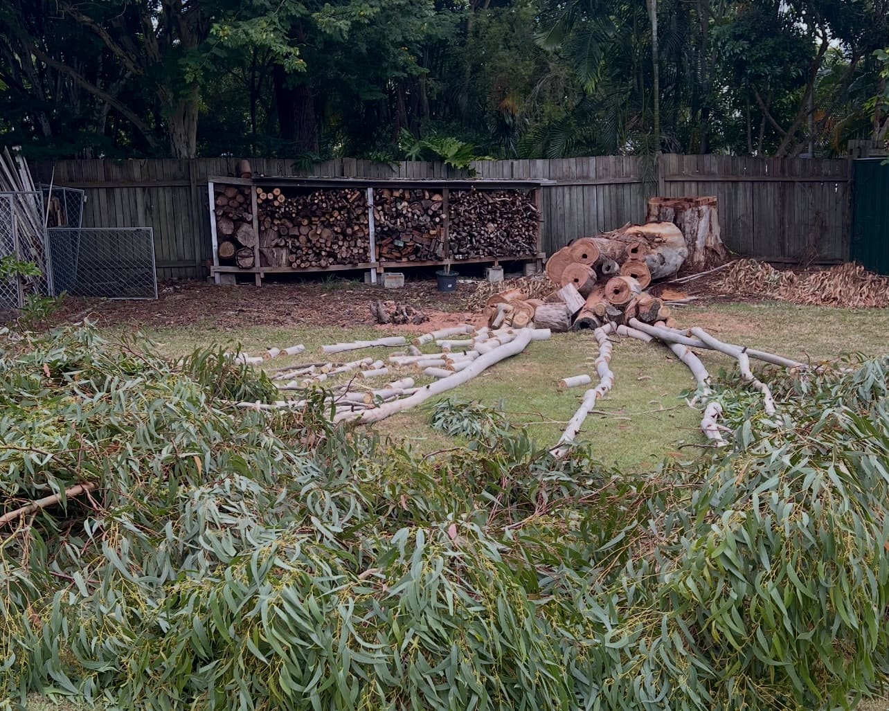Palm Tree Removal & Cleaning