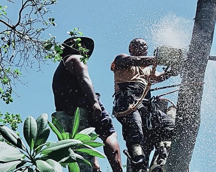 Tree Services Brisbane