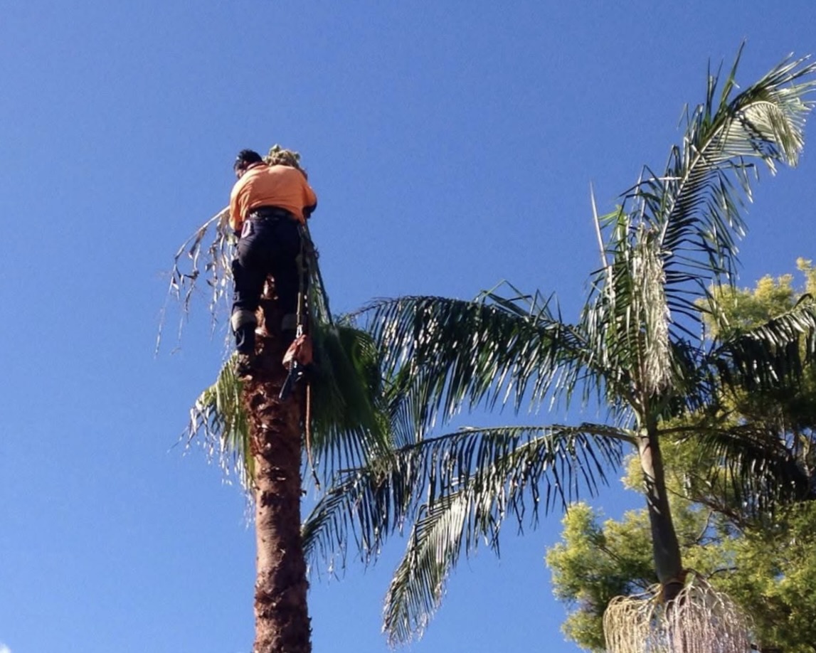 Palm Tree Removal & Cleaning