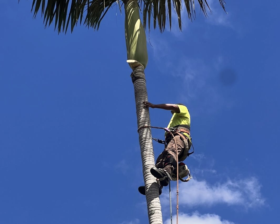 Mount Gravatt Tree Lopping