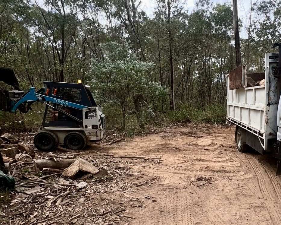 Palm Tree Removal & Cleaning