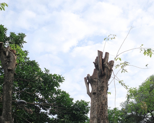 Redbank Plains Pruning