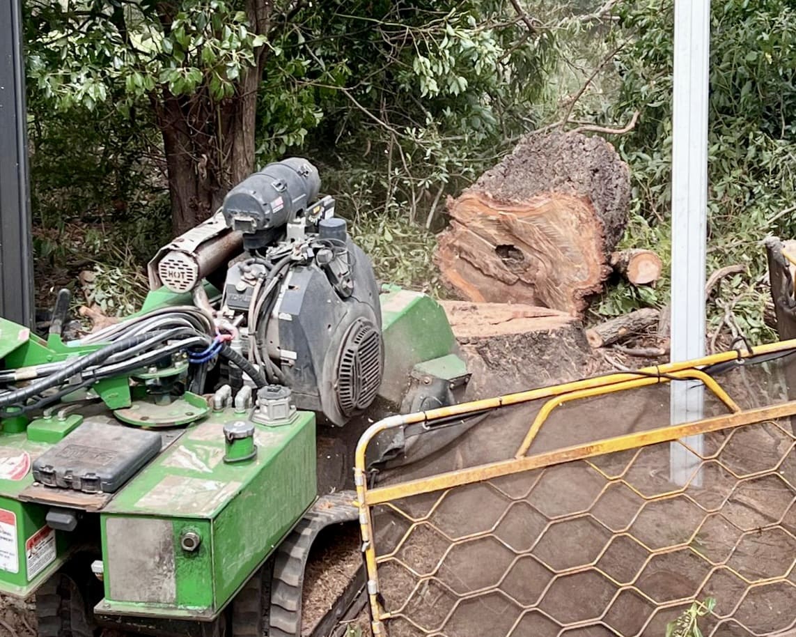 Palm Tree Removal & Cleaning